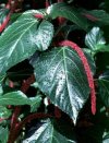 Acalypha wilkesiana