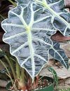 Alocasia cuprea