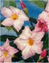 Mandevilla splendens