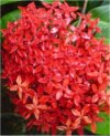 Ixora coccinea