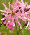 Lychnis flos-cuculi"