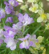 Linaria maroccana"