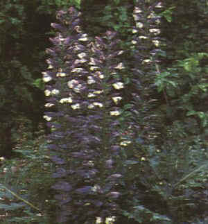 Acanthus mollis"