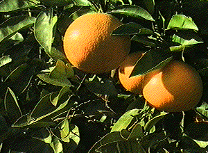 Citrus aurantium"