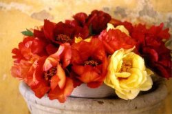 Linguaggio e significato dei fiori Peonia