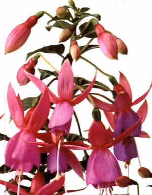 Fuchsia"