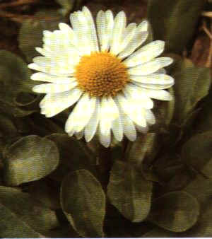 Chrysanthemum frutescens"