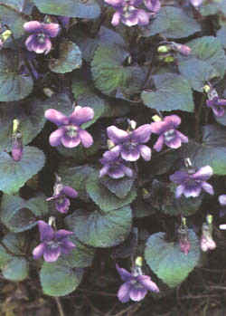 Viola cornuta"
