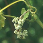 Peronospora - Parassiti e Malattie