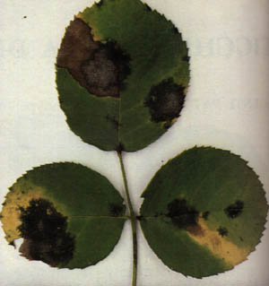 ticchiolatura1.jpg