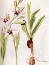 Ophrys tenthredinifera"