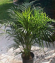  Betelpalme  - Areca catechu - Chrysalidocarpus lutescens