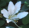 Bauhinia corniculata"