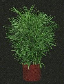 Bergpalme - Chamaedorea elegans