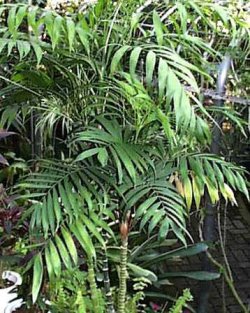 Bergpalme