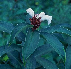 Costus speciosus"