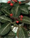 Episcia cupreata"