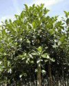 Ficus australis"