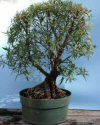 Ficus neriifolia"