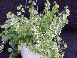 ficus_pumila1.jpg