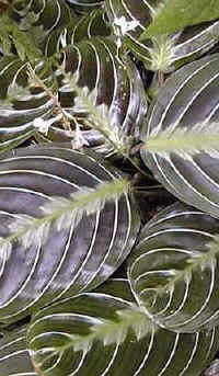 Maranta leuconeura"