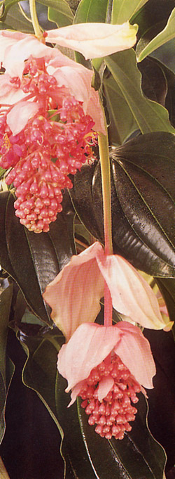 Melastomataceae (Schwarzmundgewächse)