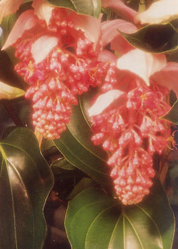 Medinilla magnifica"