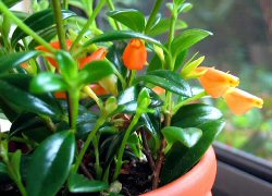  Kussm&auml;ulchen - Nematanthus gregarius