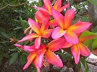 Frangipani oder Wachsblume