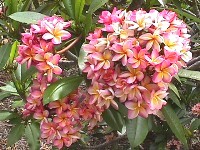 Frangipani oder Wachsblume