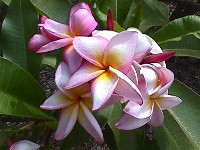 Frangipani oder Wachsblume