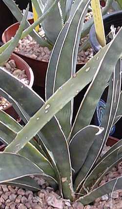 Sansevieria trifascata - Hanii -  Piante d'appartamento