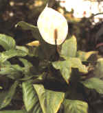 Spathiphyllum"