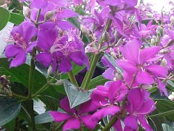 Prinzessinnenstr&auml;ucher - Tibouchina urvilleana