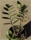 Zamia furfuracea"