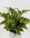 Adiantum venustum"