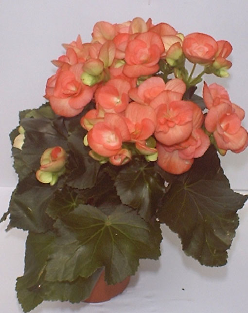 begonia2.JPG