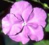 Solanaceae (Nachtschattengew&auml;chse)