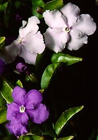 Solanaceae (Nachtschattengew&auml;chse)