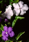 Brunfelsia pauciflora"