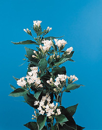  Rubiaceae (R&ouml;tegew&auml;chse) - Bouvardia