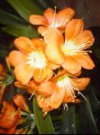 Clivia miniata"