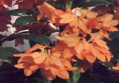 Acanthaceae (Akanthusgew&auml;chse) - Crossandra nilotica