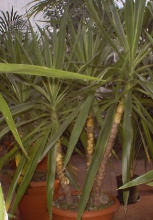 dracena3.jpg