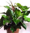 Philodendron melanocrysum"