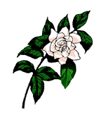 Gardenie - Gardenia jasminoides