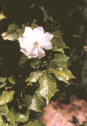 Gardenie