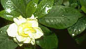 Gardenie