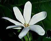 Gardenie