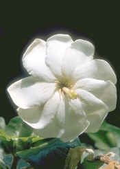 Gardenie